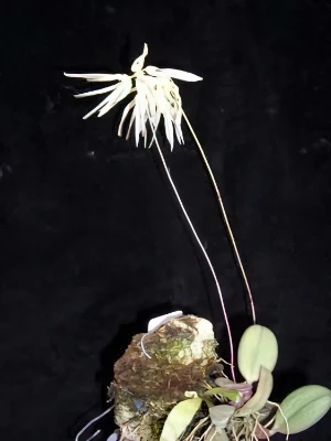 Bild von Bulbophyllum purpurascens 2